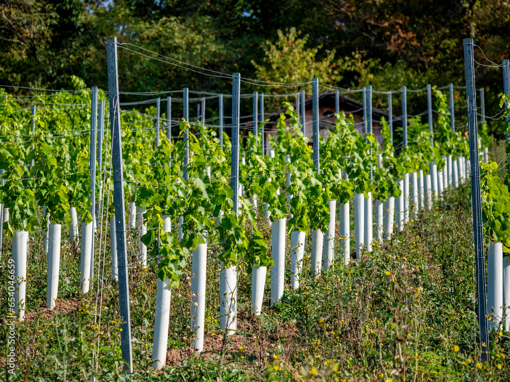 Weinberg im Frühherbst Weinberg im Frühherbst