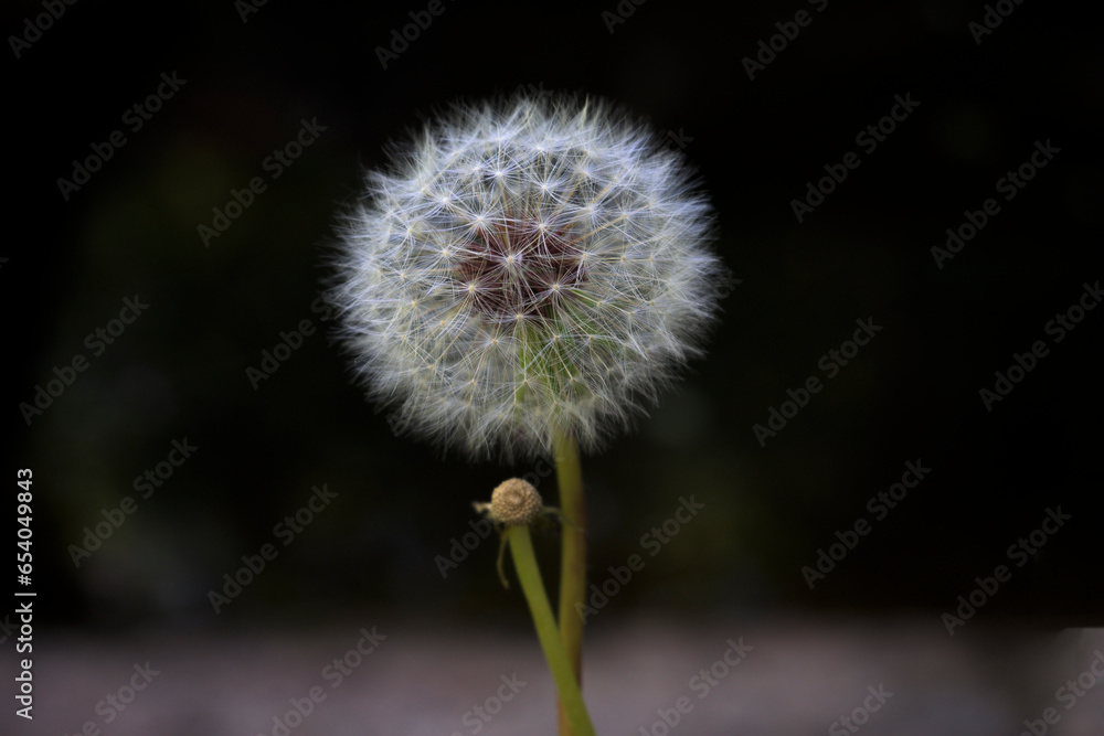 Dandelion in the field without plucking or blowing with dark black background with detail of the hairs Dandelion in the field without plucking or blowing with dark black background with detail of the hairs