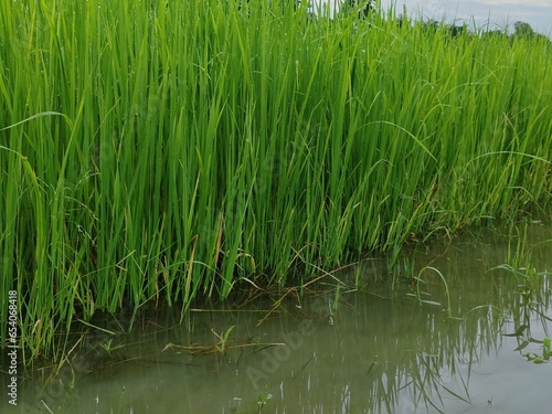 close up of green grass for background and texture. Green rice plants in rice fields in Thailand. fresh leaves. Agricultural background material. Green rice field in Asian country.