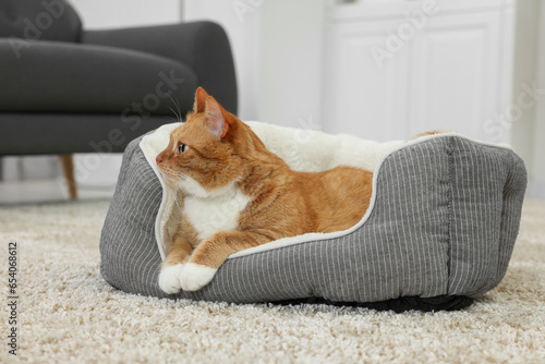 Cute ginger cat lying on pet bed at home