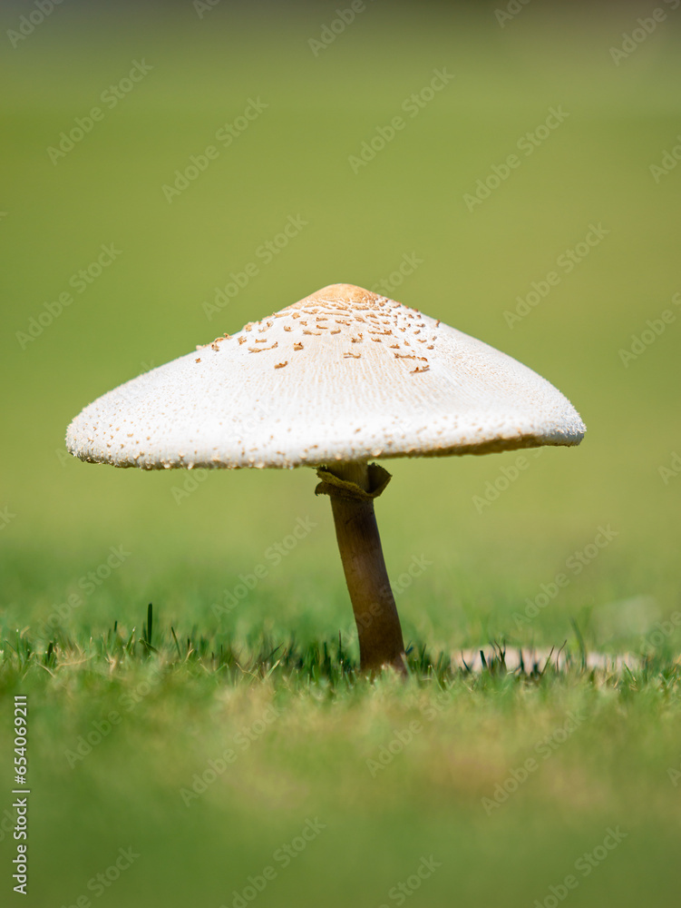large white mushroom standing tall in green grass large white mushroom standing tall in green grass