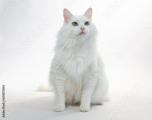 Angora White Cat 