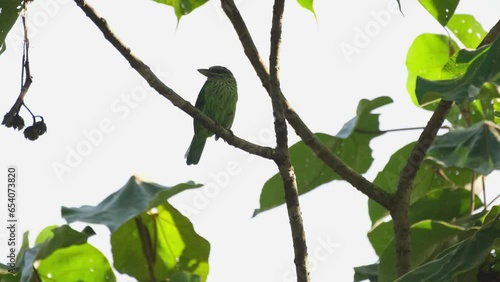 Looking to the right side of the frame, a Green-eared Barbet Megalaima faiostricta is resting on a tiny branch of a tree in Kaeng Krachan National Park in Thailand. photo