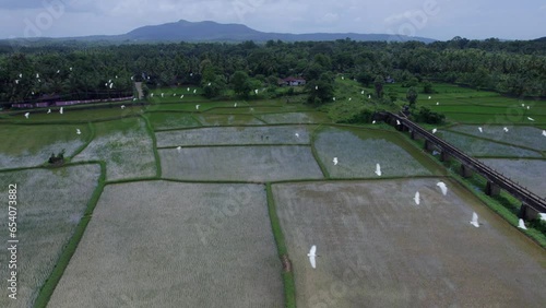 The most beautiful village in India, Aerial view of  Bird Fly Over Rice Field ,  A Border village in Palakkad, Kollengode Famous for its beautiful vast strech of paddy fields and waterfalls photo