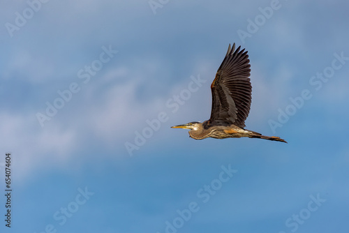 The great blue heron ( Ardea cinerea ) in flight.  Its the largest American heron