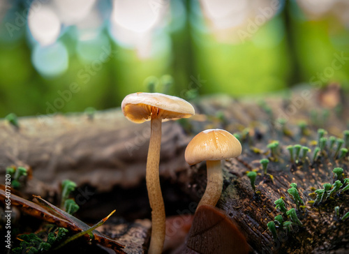 close up photo hyper focused to tiny death cap mushroom