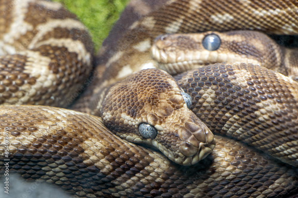 The couple of the rough-scaled python (Morelia carinata) The couple of the rough-scaled python (Morelia carinata)