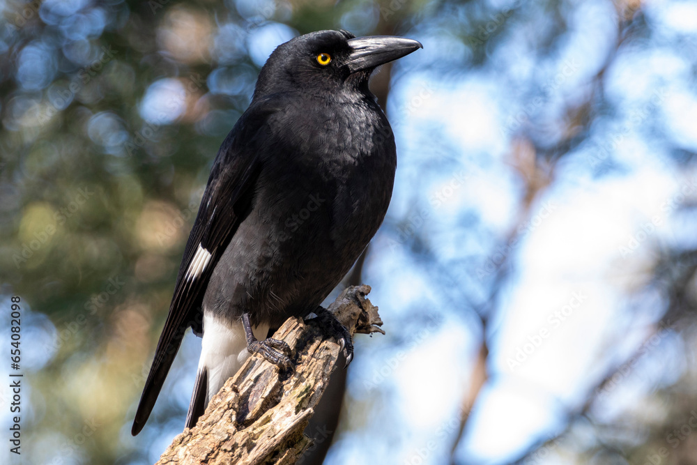 Currawong in profile looking towards the right, with blue bokeh light in background.