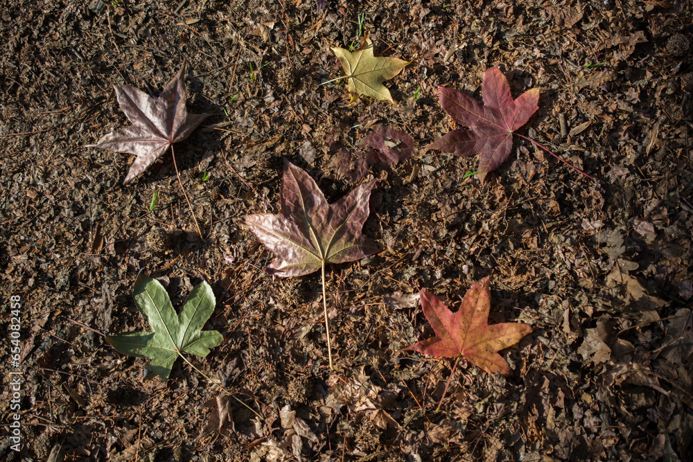 dry Autumn time leaves in view