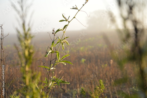 grass in the wind
