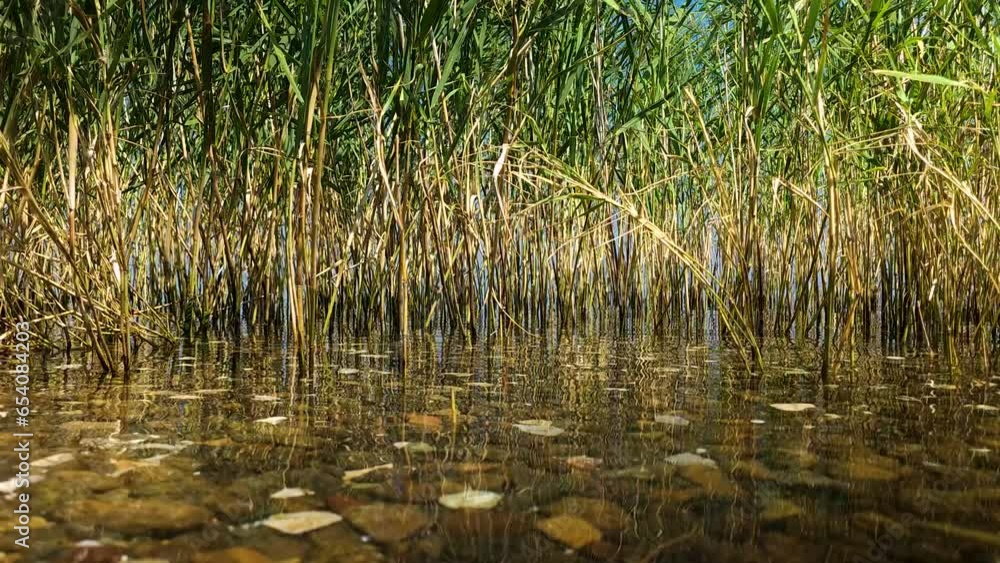 Serenity on the Lake: Calm Water Surface by the Pebble-Strewn Shoreline, a Poetic Waterscape of Peace and Tranquility Serenity on the Lake: Calm Water Surface by the Pebble-Strewn Shoreline, a Poetic Waterscape of Peace and Tranquility