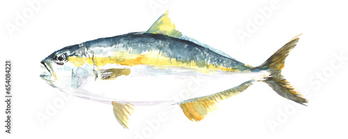 水彩で描いたブリのイラスト