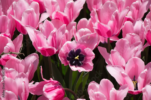 Fototapeta Naklejka Na Ścianę i Meble -  Colorful tulip flowers bloom in the garden