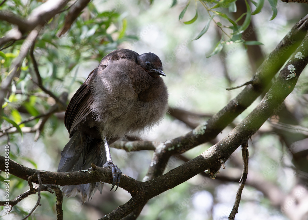 Baby Lyrebird with down feathers, perched on a tree, one leg tucked up, sleeping. Baby Lyrebird with down feathers, perched on a tree, one leg tucked up, sleeping.