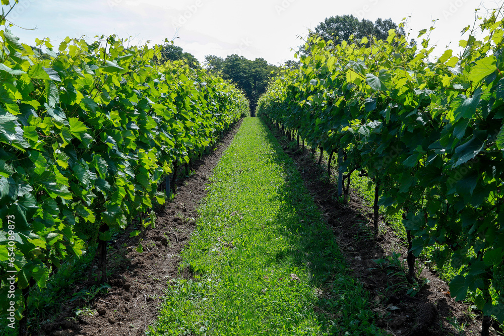 Vineyard with Frontenac grapes. Quebec, Canada