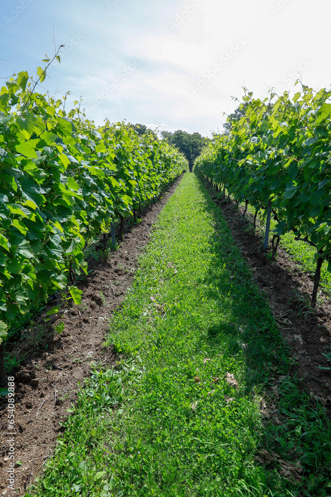 Naklejka premium Vineyard with Frontenac grapes. Quebec, Canada