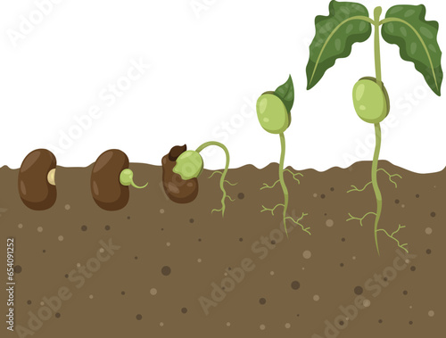 Illustrator of Beans Cycle
