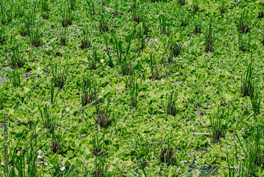 Paddy or rice fields with many Water Hyacinths along with. Suitable for background. Paddy or rice fields with many Water Hyacinths along with. Suitable for background.