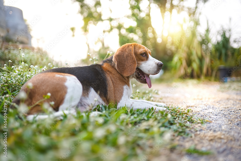 A tri-color beagle lying on the the grass field in the yard on sunny day,portrait shot with shallow depth of field. A tri-color beagle lying on the the grass field in the yard on sunny day,portrait shot with shallow depth of field.