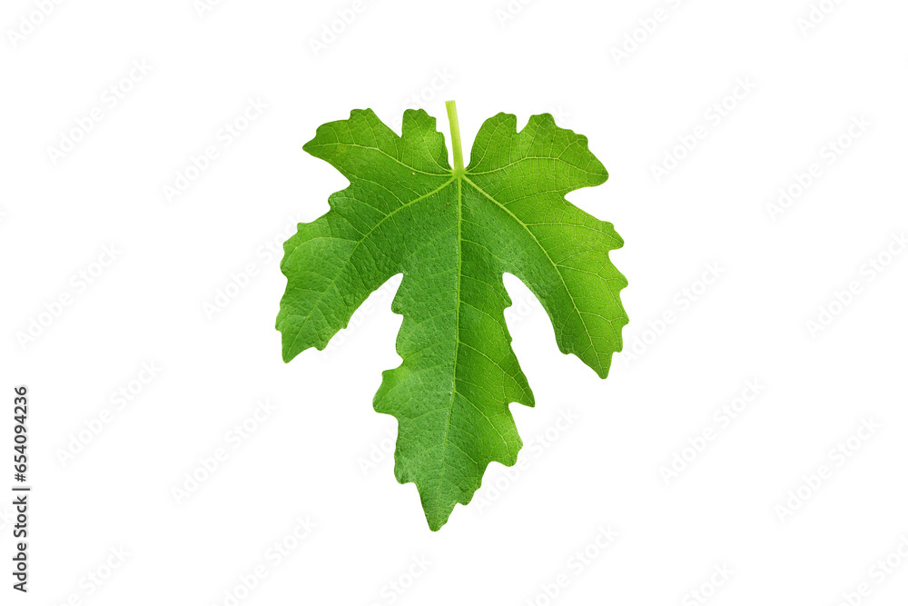 Ficus carica leaf ,fig tree,isolated on white background ,clipping path is included. Ficus carica leaf ,fig tree,isolated on white background ,clipping path is included.
