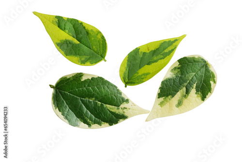  Night Blooming Jasmine, Night Jasmine, Coral Jasmine ;  Nyctanthes arbor-tristis , varigated leaves isolated on white background,included clipping path. photo