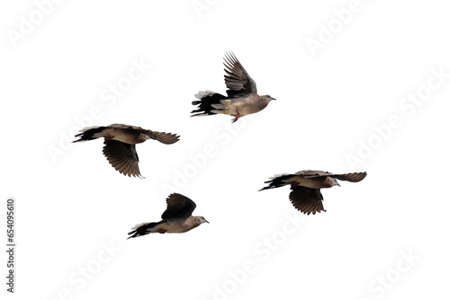 The movement scene of four spotted doves flying in the air is isolated on a white background. Four spotted doves spread their wings in the air with clipping path.