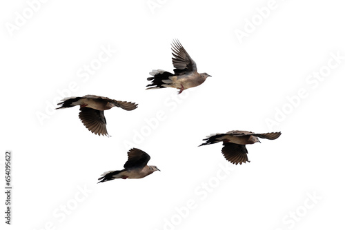 The movement scene of four spotted doves flying in the air. Transparent background PNG file.