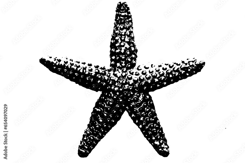 silhouette of starfish isolated on white background, invertebrate animal silhouette of starfish isolated on white background, invertebrate animal