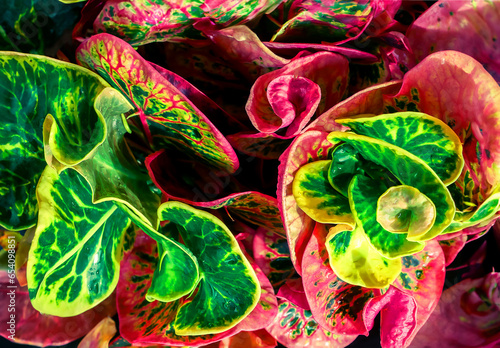 Colorful exotic tropical leaf background. Codiaeum variegatum leaf background.