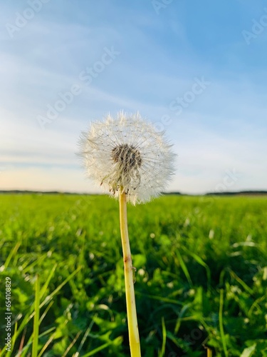 dandelions on the meadow