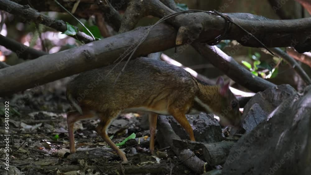 Foraging in the forest floor, a Lesser Mouse Deer Tragulus kanchil is looking for food in the jungle of Kaeng Krachan National Park in Phetchaburi province in Thailand. Foraging in the forest floor, a Lesser Mouse Deer Tragulus kanchil is looking for food in the jungle of Kaeng Krachan National Park in Phetchaburi province in Thailand.