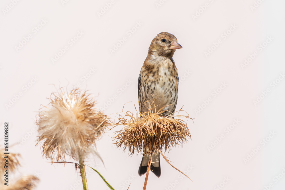 European goldfinch with juvenile plumage, feeding on the seeds of thistles. Carduelis carduelis. - obrazy, fototapety, plakaty 