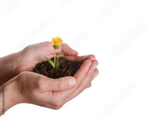Flower in handful soil