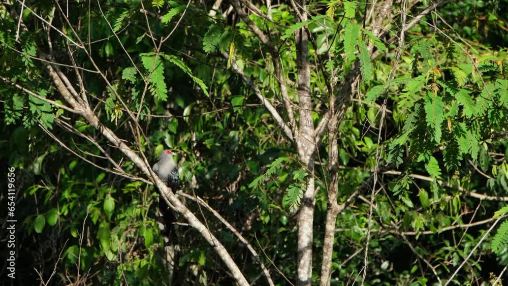 Preening and cleaning its left wing, a Green-billed Malkoha Phaenicophaeus then flew up and disappeared to the upper right side of the frame, inside Kaeng Krachan National Park in Thailand. Preening and cleaning its left wing, a Green-billed Malkoha Phaenicophaeus then flew up and disappeared to the upper right side of the frame, inside Kaeng Krachan National Park in Thailand.