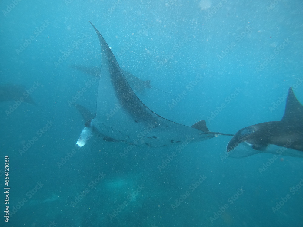 Fototapeta premium oceanic manta rays underwater in an ocean with not that much visibility 