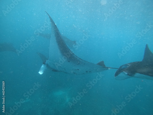 oceanic manta rays underwater in an ocean with not that much visibility 