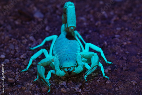 Giant Desert Hairy Scorpion (Hadrurus arizonensis) under ultraviolet light photo