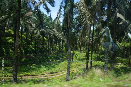 palm oil field bukit lawang plantation