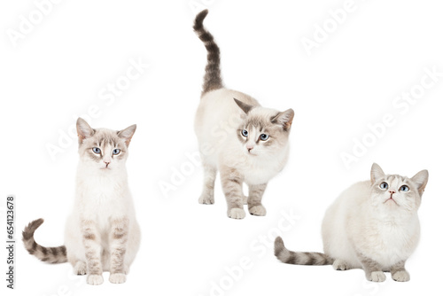 Fototapeta Naklejka Na Ścianę i Meble -  set of cute cat isolated
