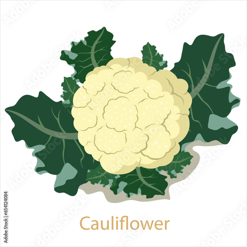 Illustrator of cauliflower vegetable isolated