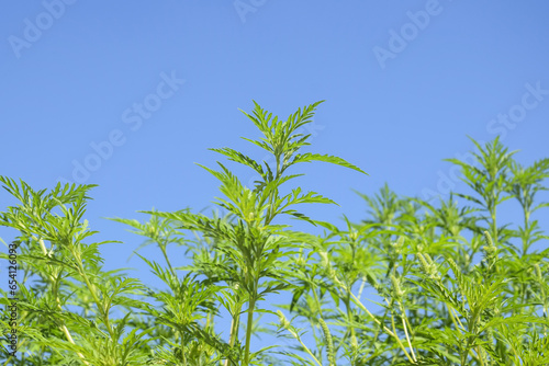 American common ragweed against blue sky. Dangerous plant. Ambrosia shrubs that causes allergic reactions, allergic rhinitis. Copy space. Selective focus.