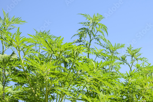 American common ragweed against blue sky. Dangerous plant. Ambrosia shrubs that causes allergic reactions, allergic rhinitis. Copy space. Selective focus.