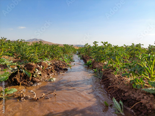 Potato bed irrigation. Irrigation the rows of growing bushes of potatoes in the vegetable field. Watering the garden. Cultivation of vegetables. Soil moisture. Agriculture. 