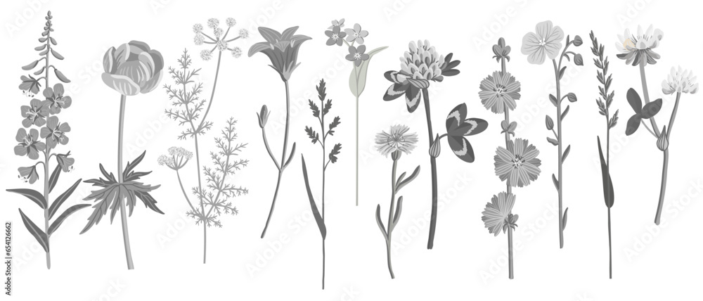 Obraz premium gray field flowers, vector drawing wild plants at white background, floral elements, hand drawn botanical illustration
