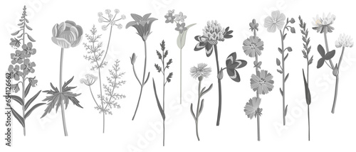 gray field flowers, vector drawing wild plants at white background, floral elements, hand drawn botanical illustration