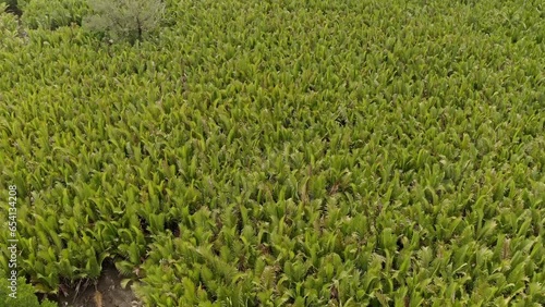 Aerial tilt-down view of a field of nipa-palms in a swampy area of Bangladesh. photo