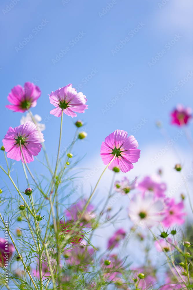 秋の黒姫高原に咲くコスモスの花畑 秋の黒姫高原に咲くコスモスの花畑