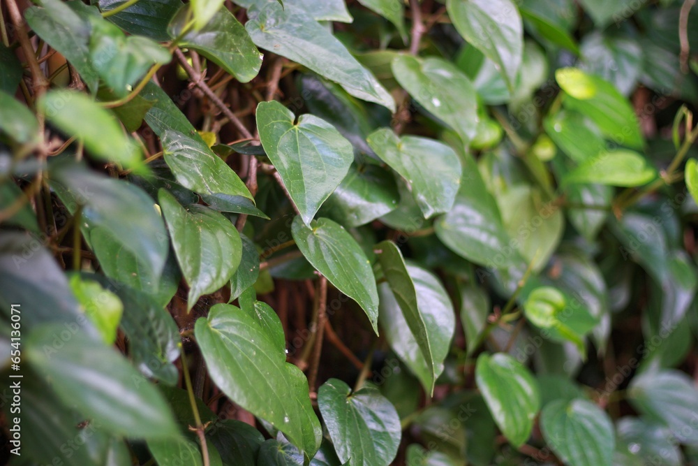 Betel green leaves growing in graden ,Low key lighting Nature background , Close up ,Focus sharp specific point. Betel green leaves growing in graden ,Low key lighting Nature background , Close up ,Focus sharp specific point.