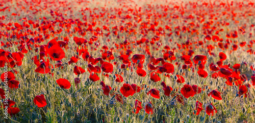 wide field with red poppy flowers