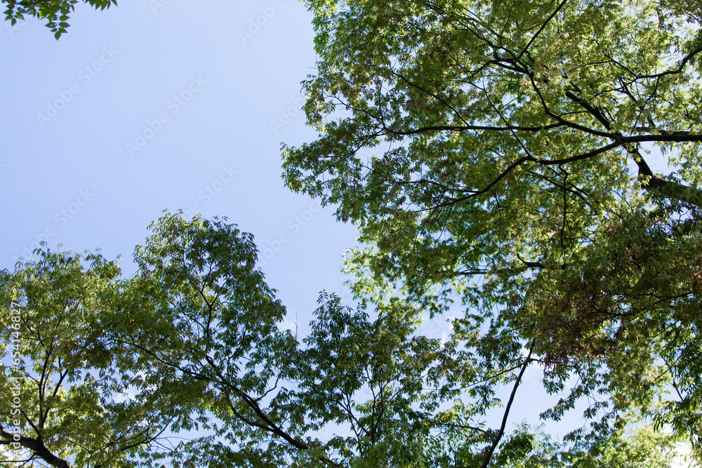 Fototapeta premium 木と青空 trees and blue sky